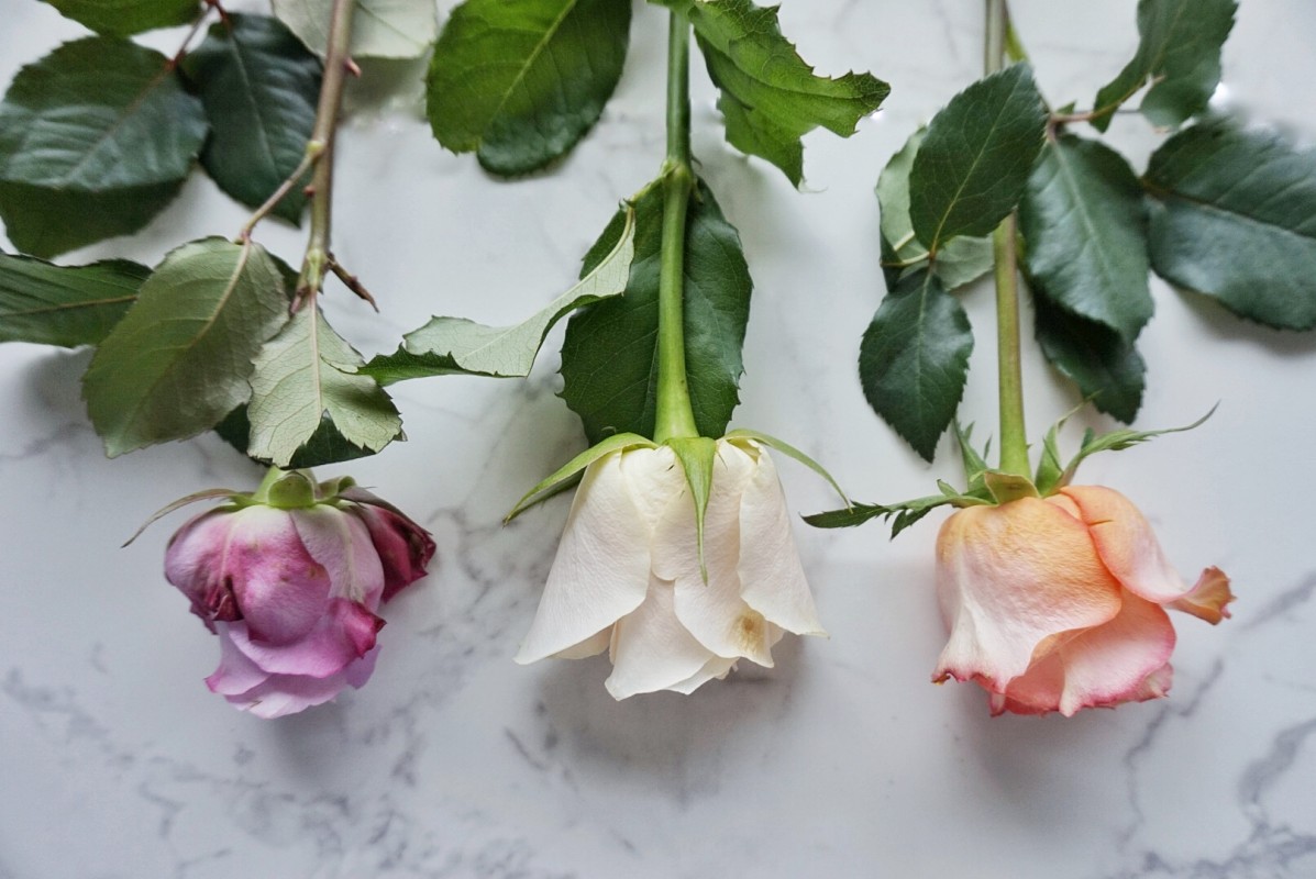 Bild: 2017-11/1511977106_rosen.jpg